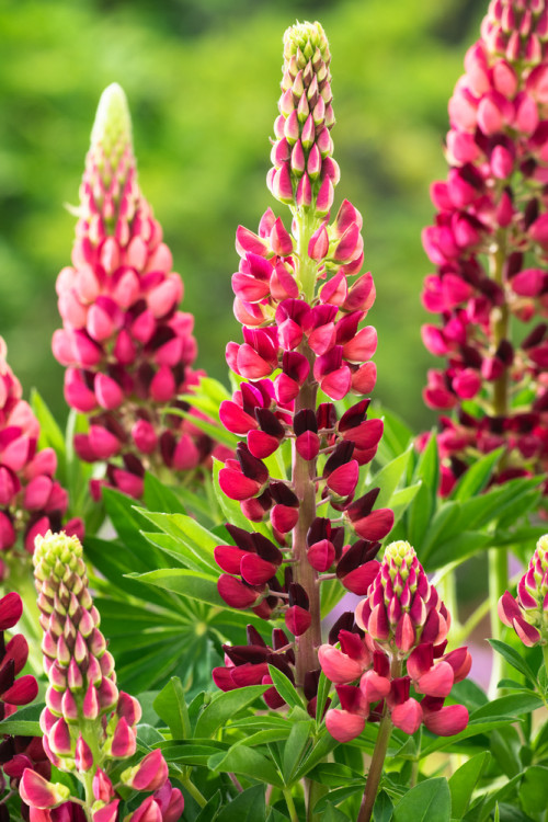 Łubin niski 'Gallery Rose' Lupinus nanus russell