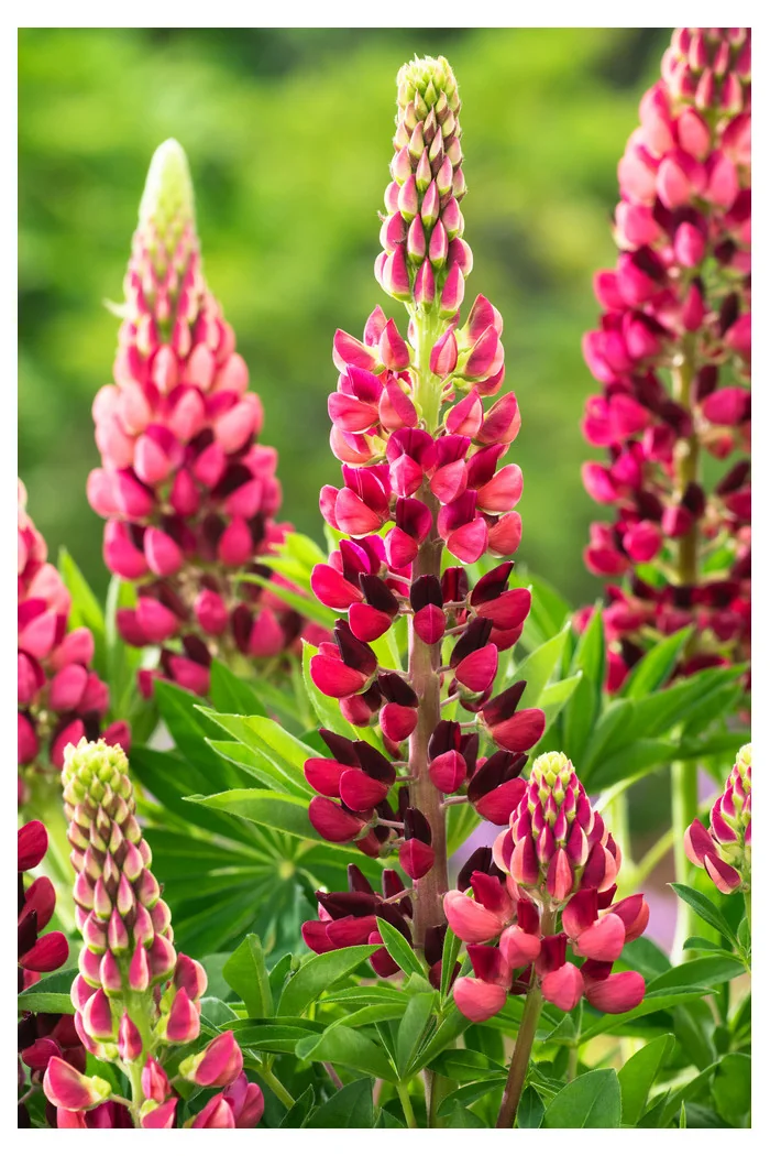 Łubin niski 'Gallery Rose' Lupinus nanus russell