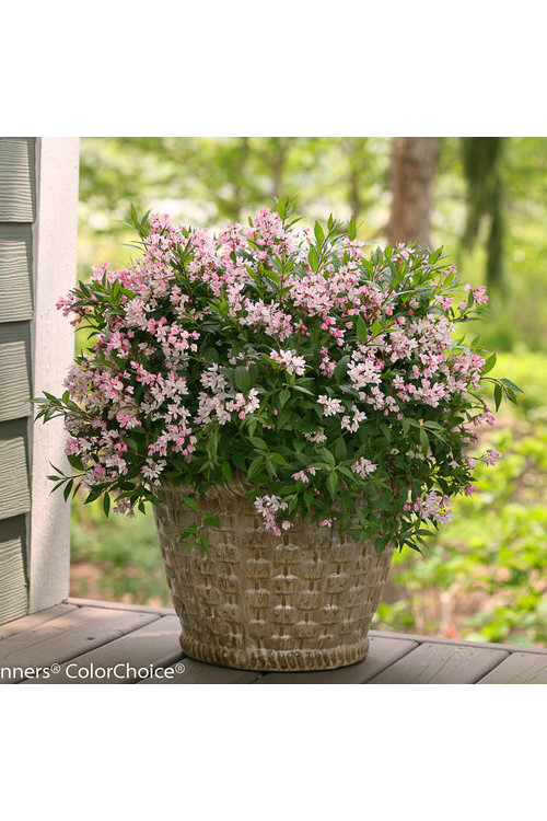 Żylistek 'Yuki Cherry Blossom' | Deutzia