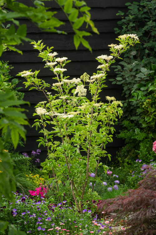 Bez koralowy 'Sutherland Gold' | Sambucus racemosa