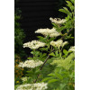 Bez koralowy 'Sutherland Gold' | Sambucus racemosa