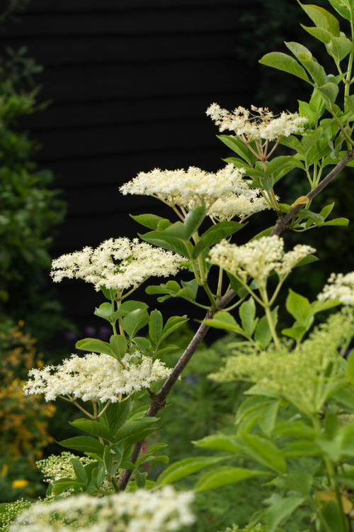 Bez koralowy 'Sutherland Gold' | Sambucus racemosa