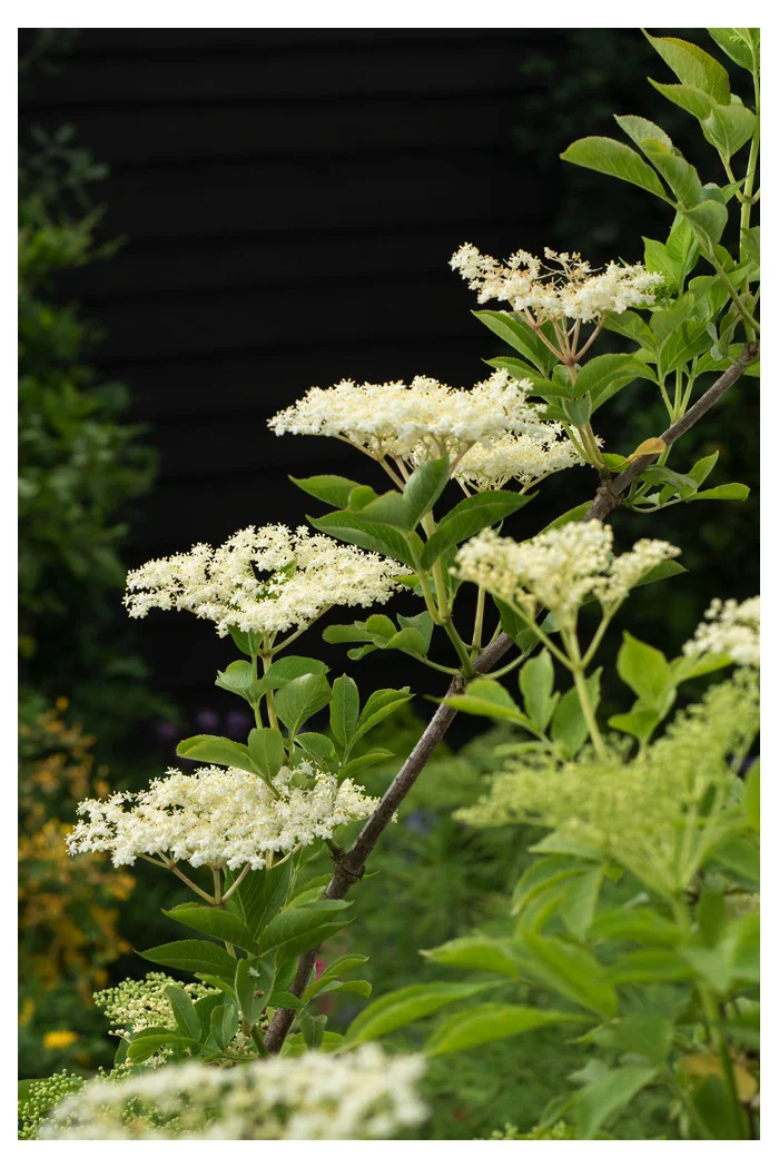 Bez koralowy 'Sutherland Gold' | Sambucus racemosa
