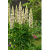 Łubin niski 'Gallery White' | Lupinus nanus russell