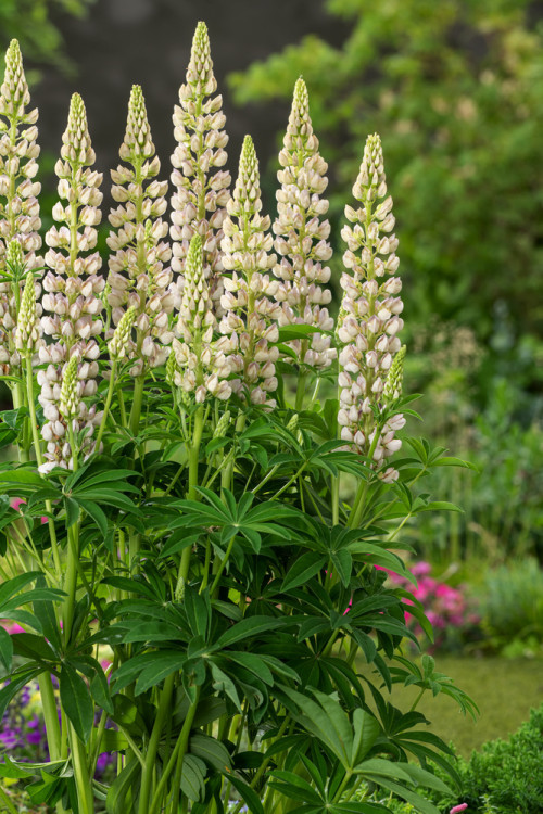 Łubin niski 'Gallery White' | Lupinus nanus russell