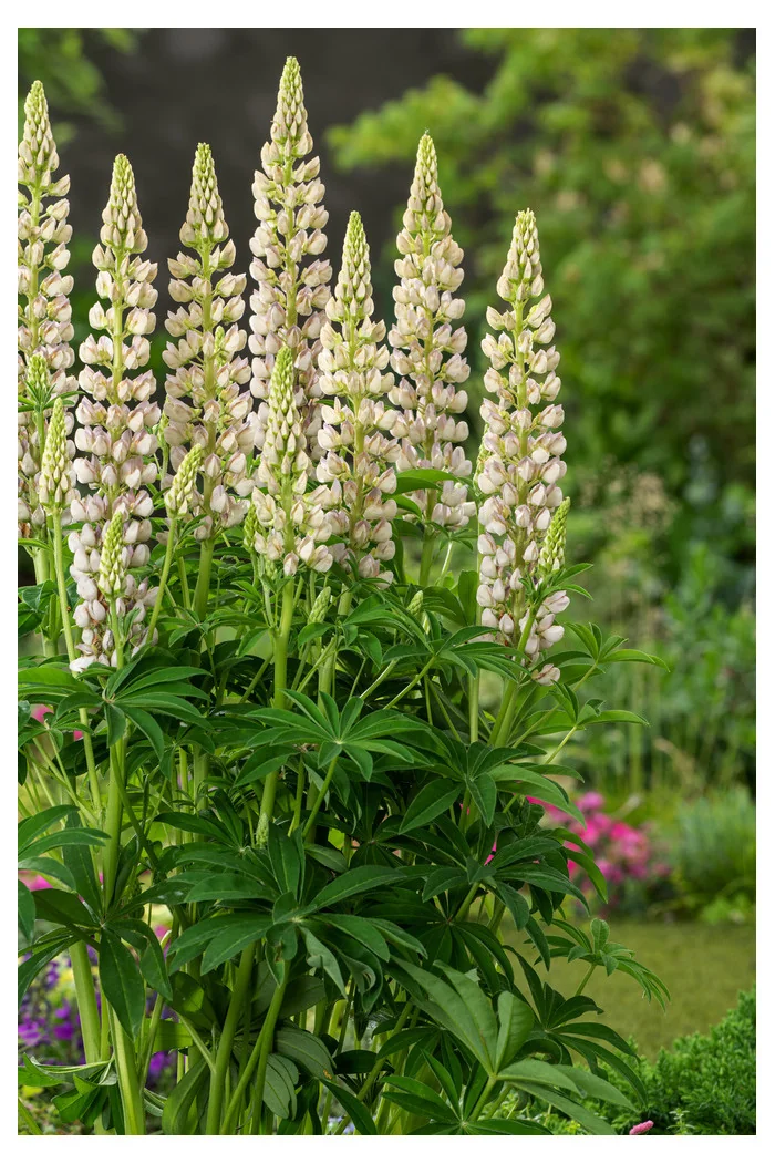 Łubin niski 'Gallery White' | Lupinus nanus russell
