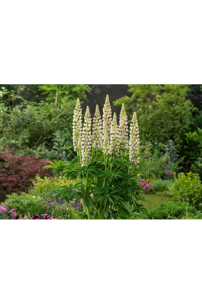 Łubin niski 'Gallery White' | Lupinus nanus russell