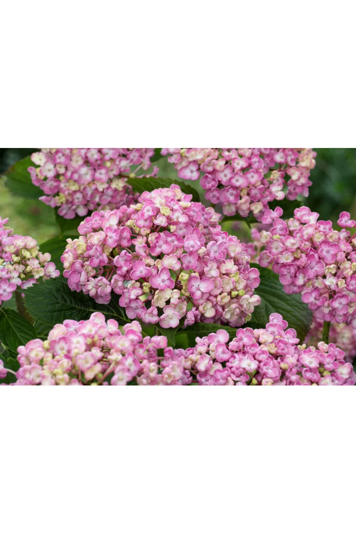 Hortensja ogrodowa 'Ayesha' | Hydrangea macrophylla