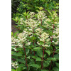 Hortensja bukietowa 'Early Sensation' | Hydrangea paniculata