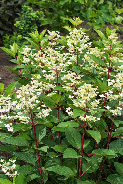 Hortensja bukietowa 'Early Sensation' | Hydrangea paniculata