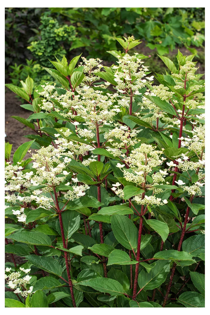 Hortensja bukietowa 'Early Sensation' | Hydrangea paniculata