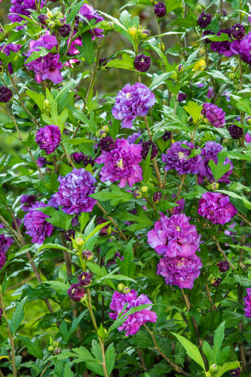 Ketmia syryjska 'Purple Ruffles' (Sanchoyo) | Hibiscus syriacus