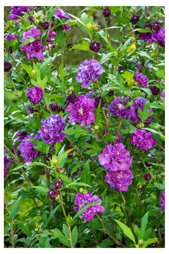 Ketmia syryjska 'Purple Ruffles' (Sanchoyo) | Hibiscus syriacus