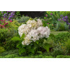 Hortensja ogrodowa 'Madame Emile Mouillere' Hydrangea macrophylla