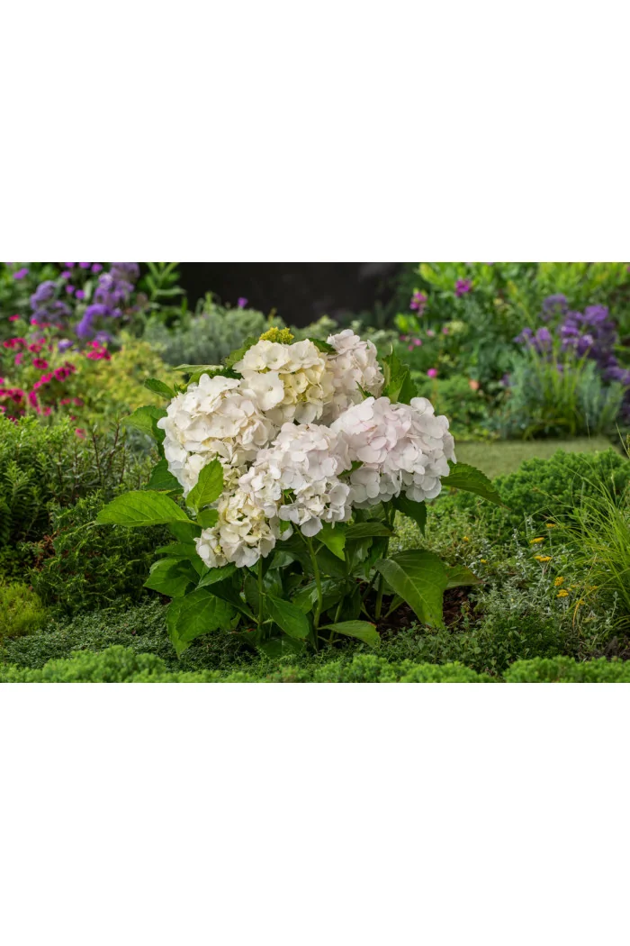 Hortensja ogrodowa 'Madame Emile Mouillere' Hydrangea macrophylla