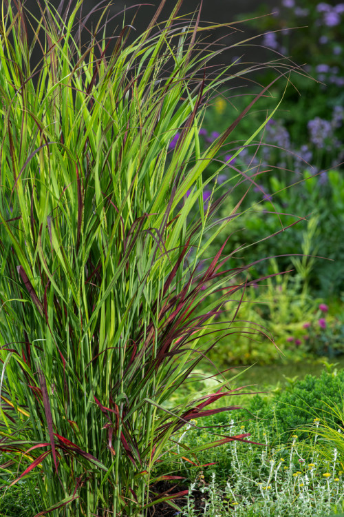 Proso rózgowate 'Sangria' | Panicum virgatum