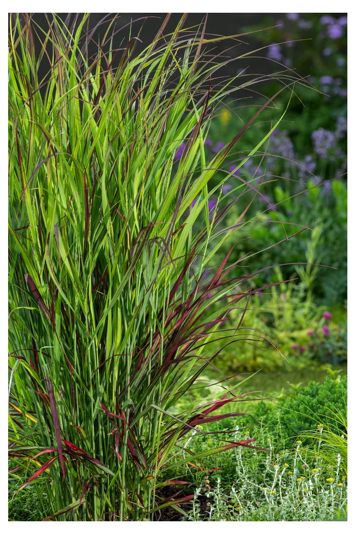 Proso rózgowate 'Sangria' | Panicum virgatum