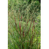 Proso rózgowate 'Sangria' | Panicum virgatum