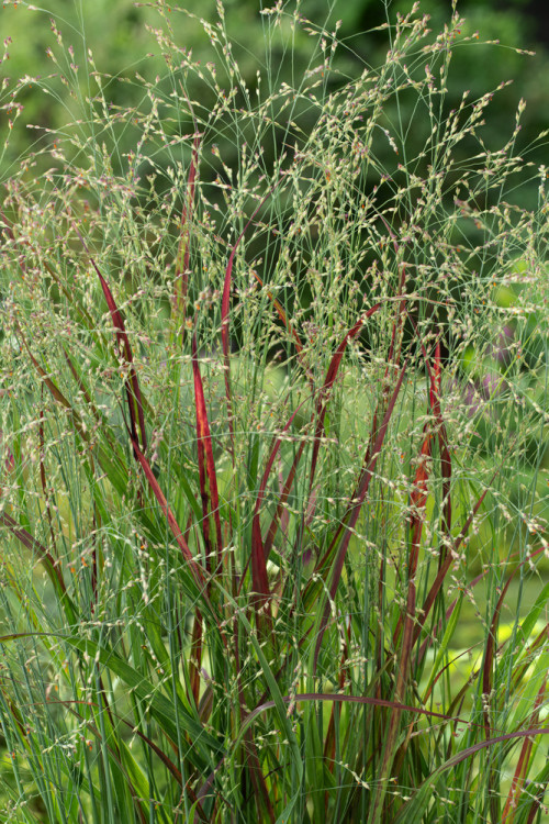 Proso rózgowate 'Sangria' | Panicum virgatum