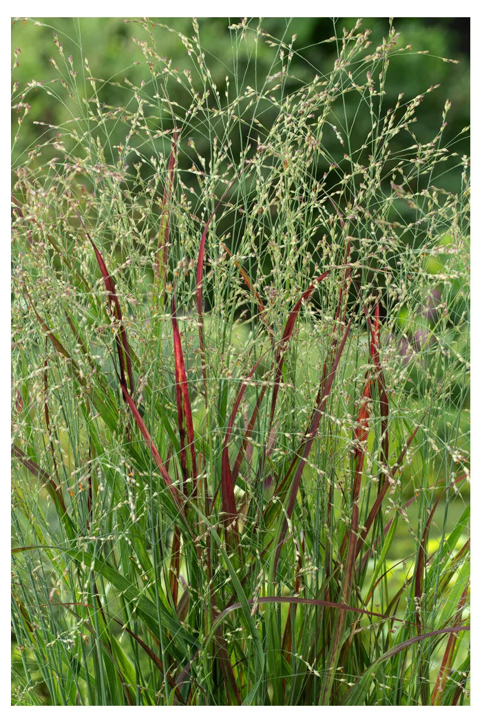 Proso rózgowate 'Sangria' | Panicum virgatum
