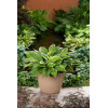 Funkia 'Francee' | Hosta