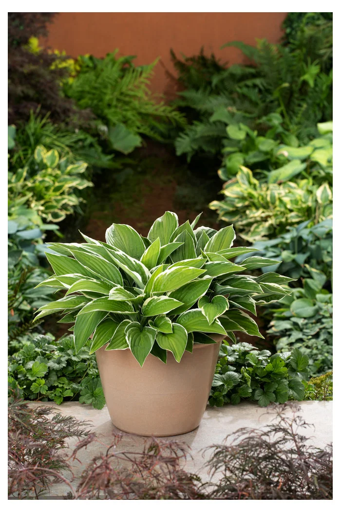 Funkia 'Francee' | Hosta