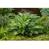 Funkia 'Francee' | Hosta
