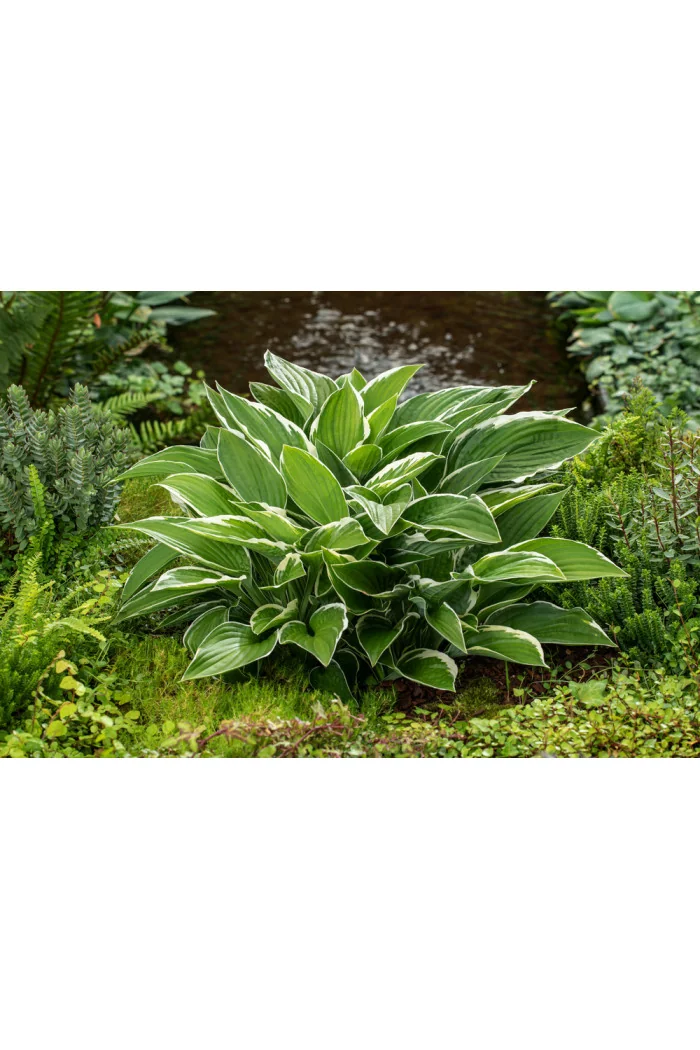 Funkia 'Francee' | Hosta
