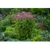 Sadziec plamisty 'Phantom' | Eupatorium maculatum