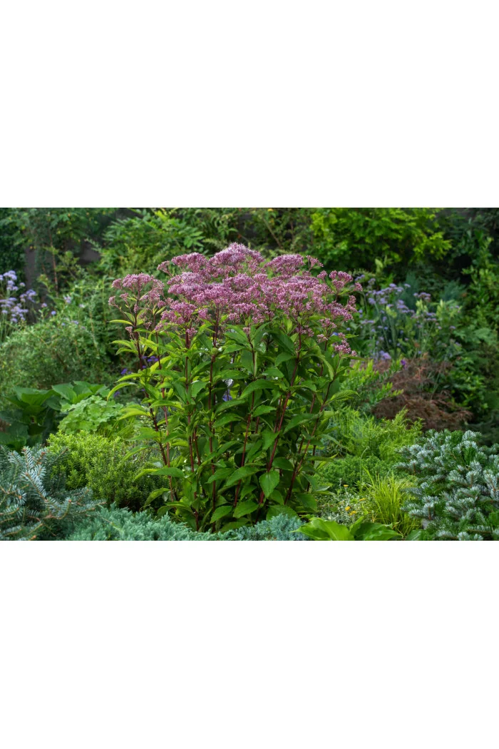 Sadziec plamisty 'Phantom' | Eupatorium maculatum