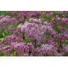 Sadziec plamisty 'Phantom' | Eupatorium maculatum