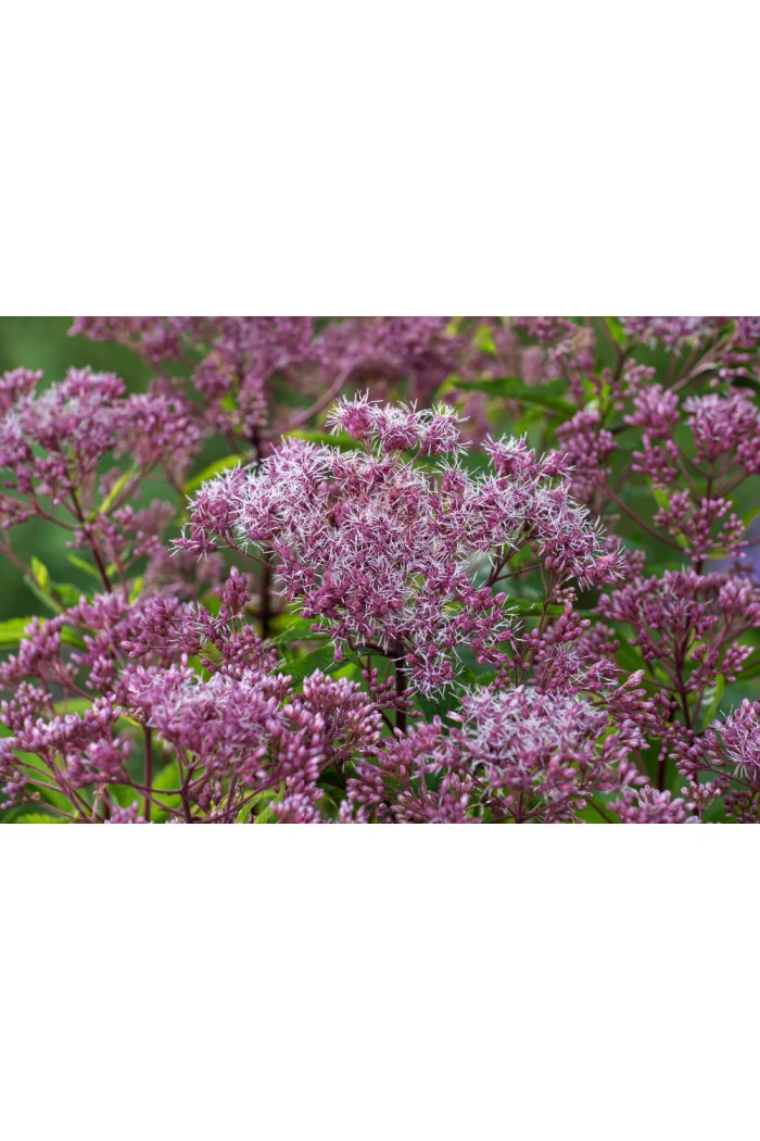 Sadziec plamisty 'Phantom' | Eupatorium maculatum