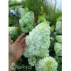 Hortensja bukietowa 'Polar Bear' | Hydrangea paniculata