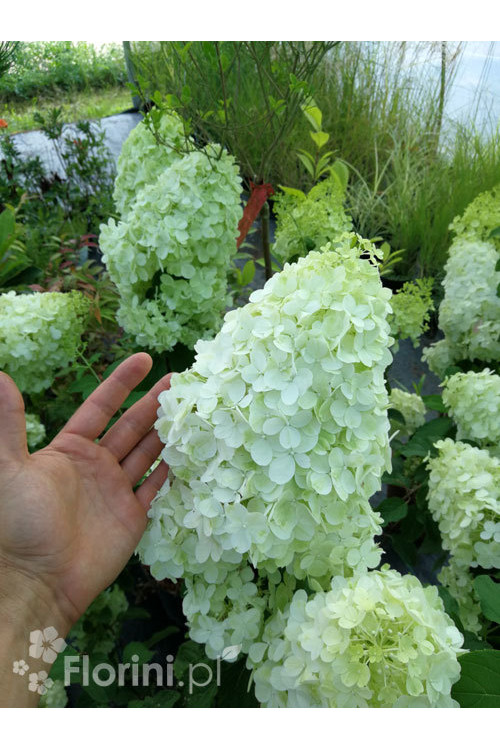 Hortensja bukietowa 'Polar Bear' | Hydrangea paniculata