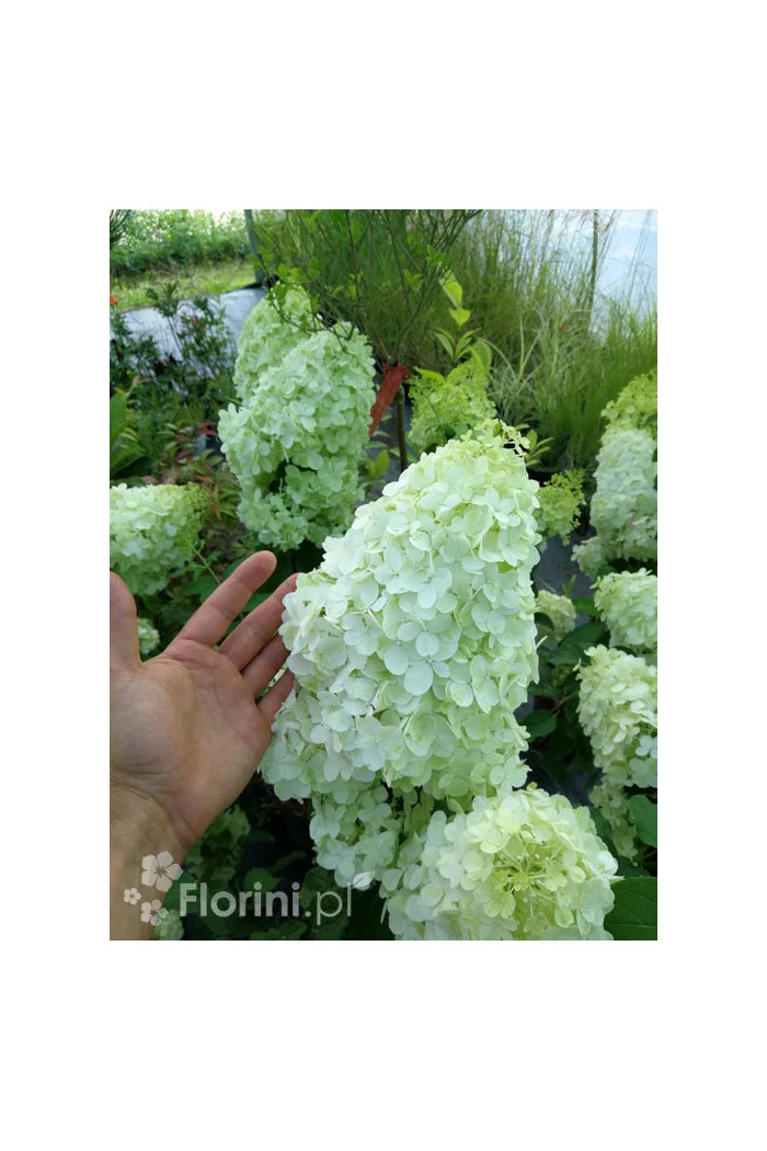 Hortensja bukietowa 'Polar Bear' | Hydrangea paniculata