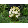 Hortensja bukietowa 'Polar Bear' | Hydrangea paniculata