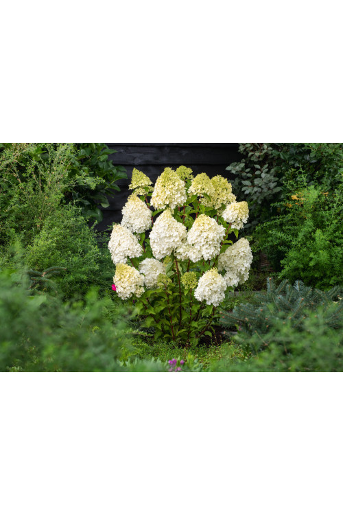 Hortensja bukietowa 'Polar Bear' | Hydrangea paniculata