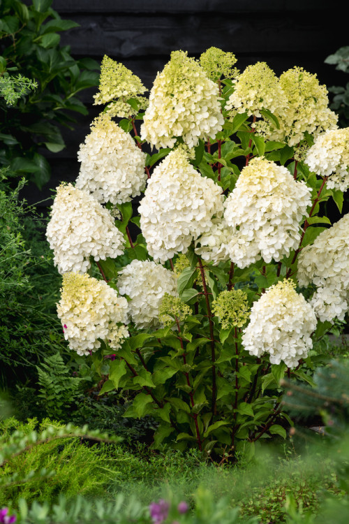Hortensja bukietowa 'Polar Bear' | Hydrangea paniculata