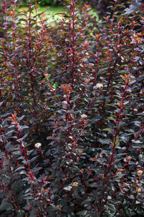 Pęcherznica kalinolistna 'Little Devil' ('Donna May') | Physocarpus opulifolius