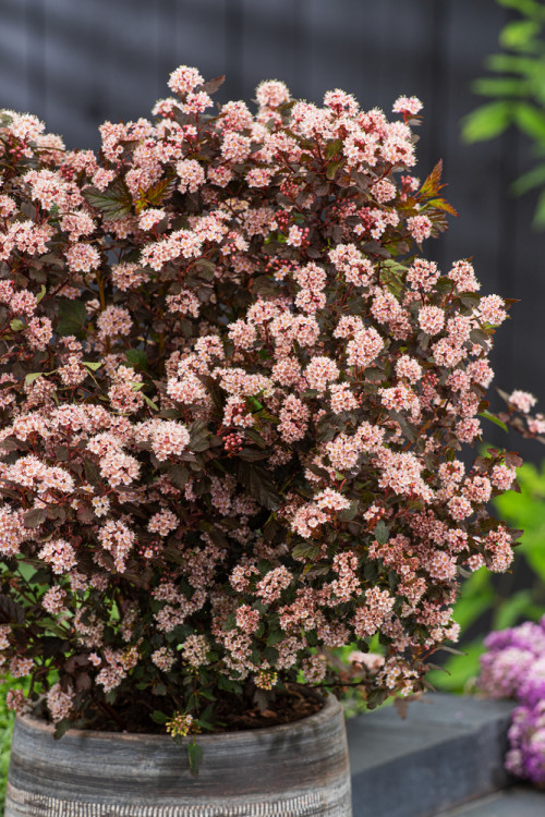 Pęcherznica kalinolistna 'Little Devil' ('Donna May') | Physocarpus opulifolius