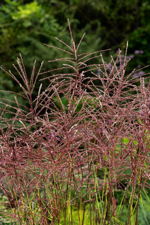Miskant chiński 'Dronning Ingrid' | Miscanthus sinensis
