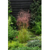 Miskant chiński 'Dronning Ingrid' | Miscanthus sinensis