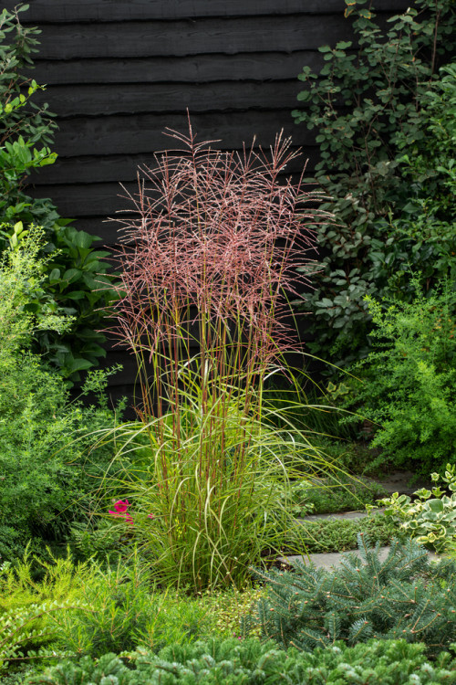 Miskant chiński 'Dronning Ingrid' | Miscanthus sinensis