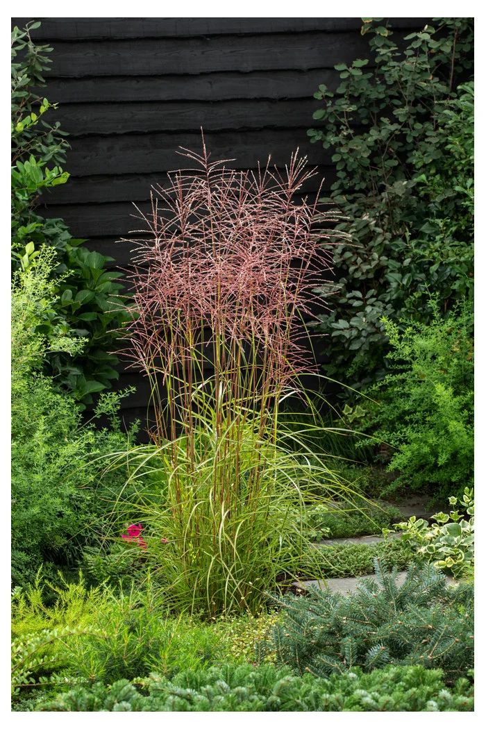 Miskant chiński 'Dronning Ingrid' | Miscanthus sinensis