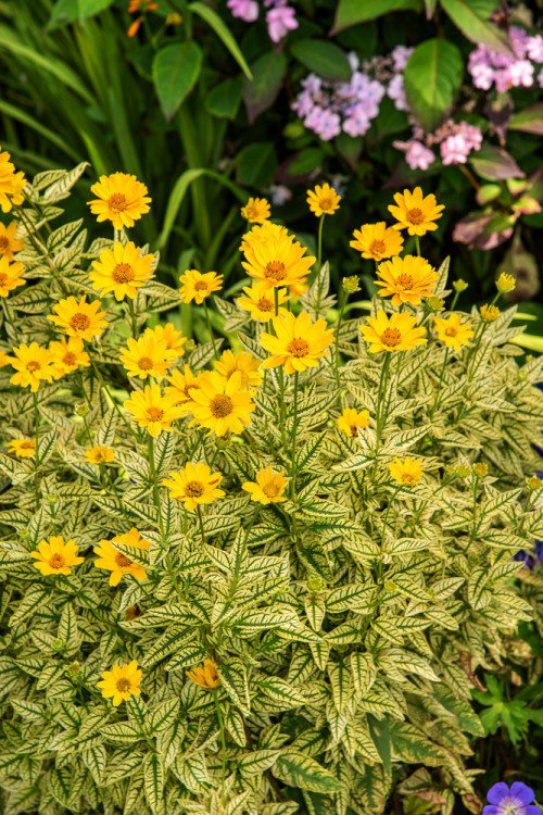 Słoneczniczek szorstki 'Loraine Sunshine' Heliopsis helianthoides