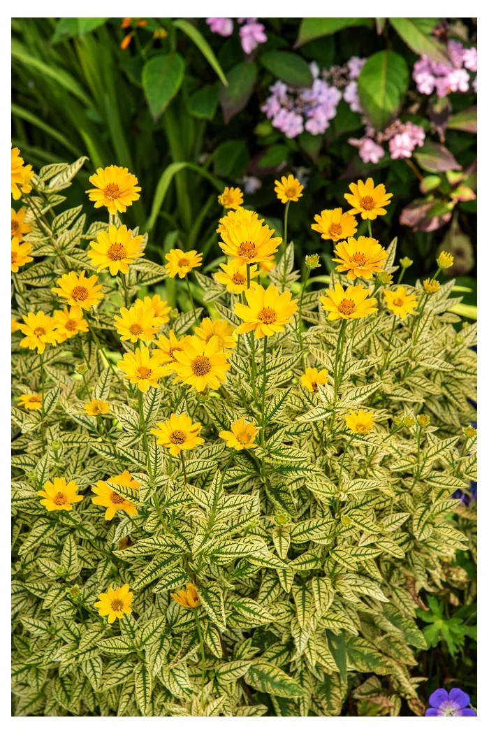 Słoneczniczek szorstki 'Loraine Sunshine' Heliopsis helianthoides