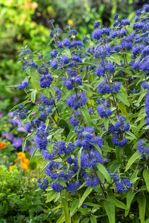 Barbula klandońska 'Kew Blue' | Caryopteris x clandonensis