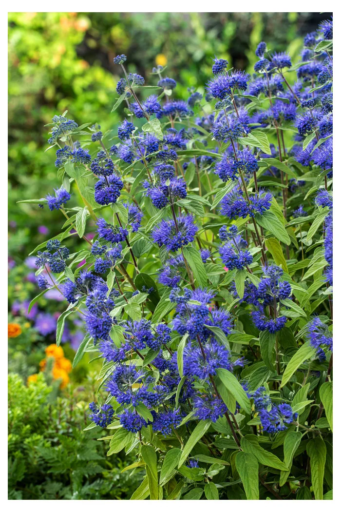 Barbula klandońska 'Kew Blue' | Caryopteris x clandonensis