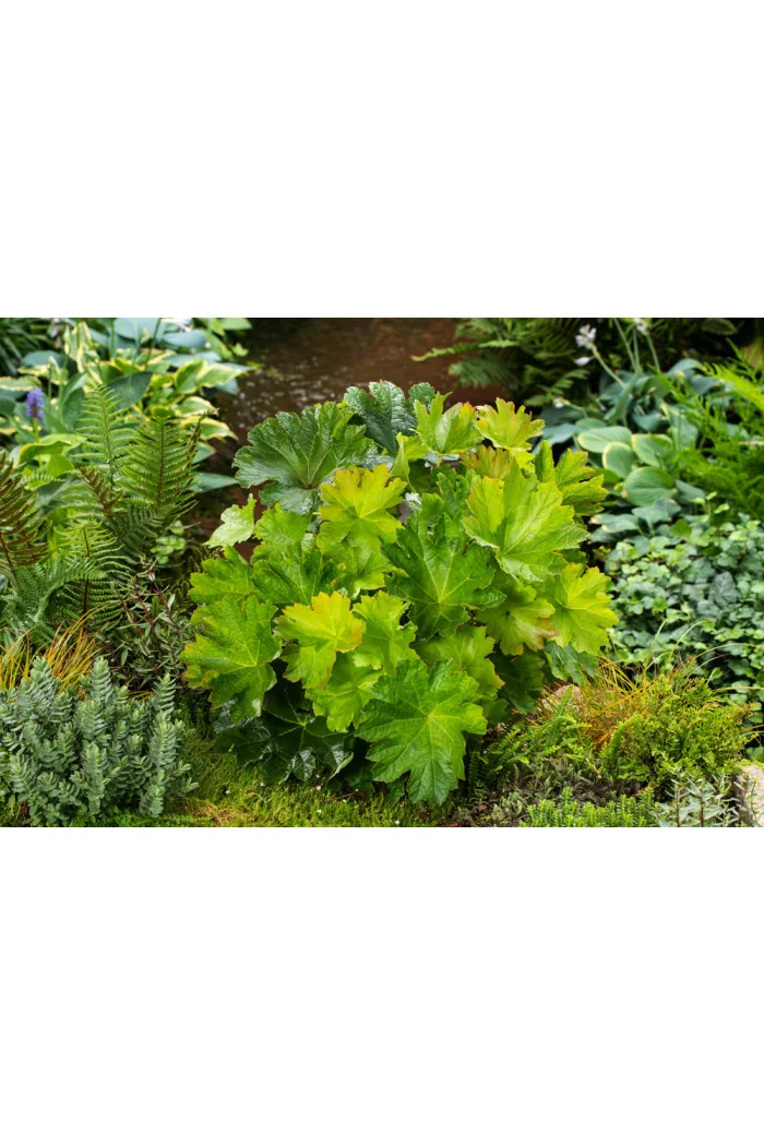 Tarczownica | Peltiphyllum peltatum