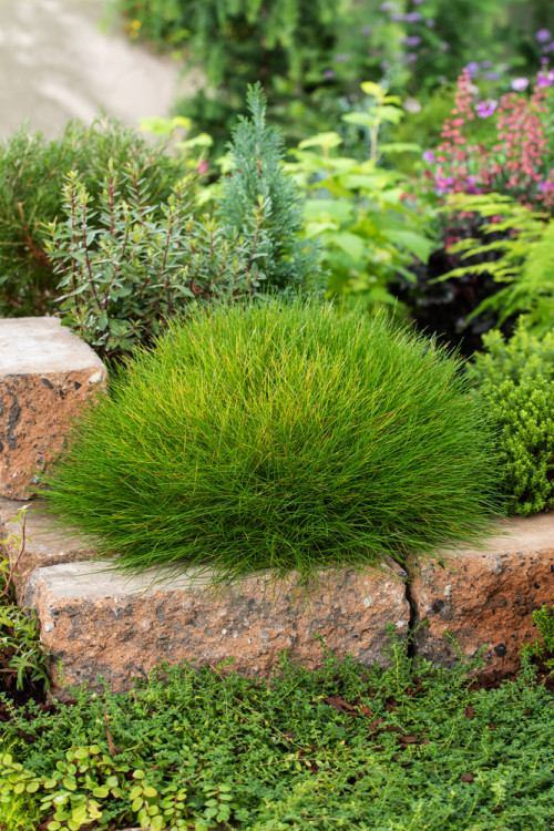 Kostrzewa miotlasta 'Teddybar' (niedźwiedzie futro) | Festuca scoparia